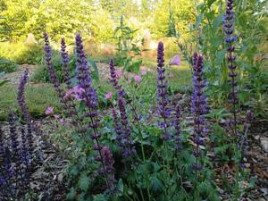 Products: Salvia nemorosa ‘Blue Queen’