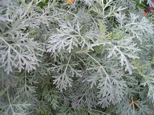 Products: Artemisia absinthium- Wormwood