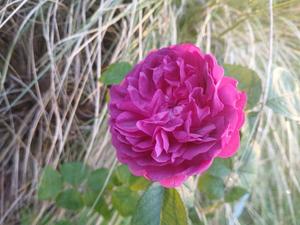 Products: Rosa “Anais Segale”