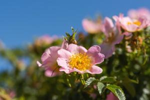 Products: Rosa roxburghii – Chestnut rose