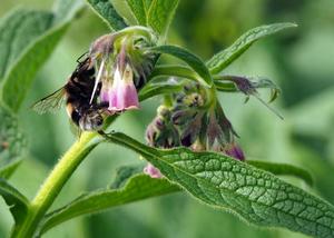 Products: Symphytum x uplandicum – Russian Comfrey