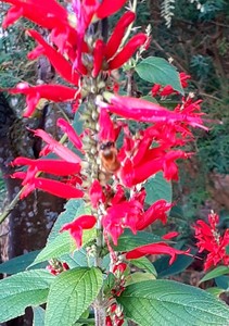 Products: Salvia elegans – Pineapple sage