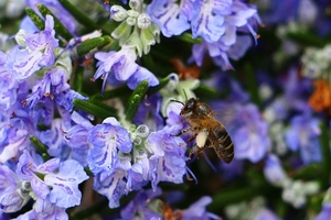 Products: Rosemary ‘Prostratus’- Creeping rosemary