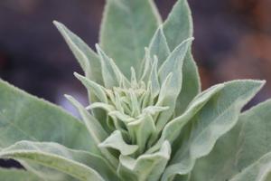 Products: Salvia apiana – white sage