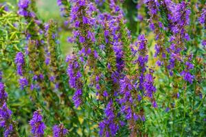 Products: Hyssopus officinalis Hyssop