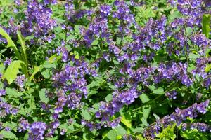 Products: Nepeta faassenii – Catmint