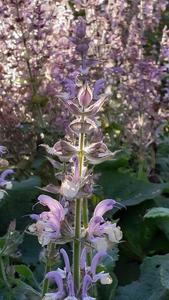 Products: Salvia sclarea Clary sage