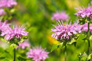 Products: Monarda fistulosa – wild bergamot