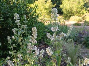 Products: Nepeta cataria