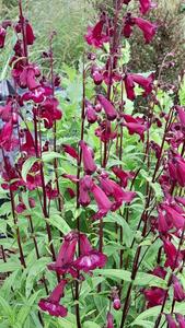 Penstemon ‘Raven’
