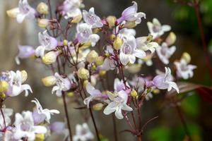 Products: Penstemon digitalis ‘Husker Red’