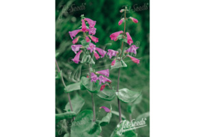 Products: Penstemon pseudospectabilis