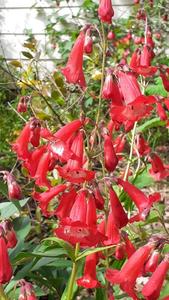 Penstemon rubicundus