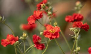 Geum chiloense ‘Mrs Bradshaw’