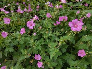 Geranium oxonianum ‘wargrave pink’