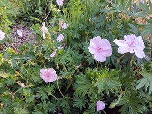 Products: Geranium sanguineum ‘Vision Light Pink’
