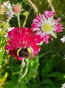 Knautia macedonica ‘Red Cherries’