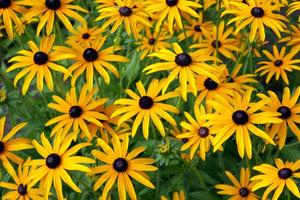 Products: Rudbeckia ‘Goldsturm’