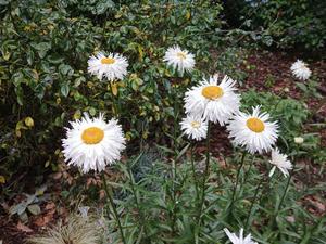 Products: Leucanthemum x superbum ‘Crazy Daisy’