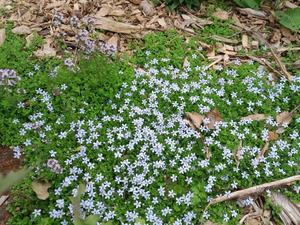 Products: Lobelia pedunculata