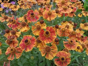Products: Helenium ‘Waltraut’