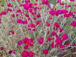 Lychnis coronaria – Rose campion