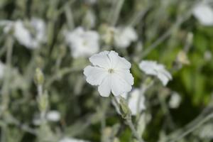 Lychnis coronaria alba