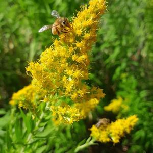 Solidago canadensis – Goldenrod
