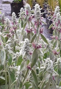 Stachys byzantina