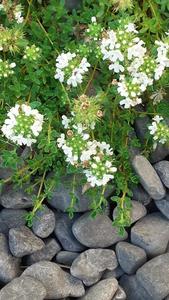 Products: Thymus praecox ‘Albiflorus’ – White creeping thyme