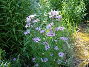 Aster novi-belgii – Lilac