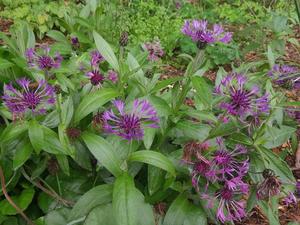 Products: Centaurea montana ‘Amethyst Dream’