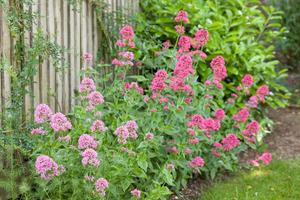 Centranthus ruber – Jupiters beard