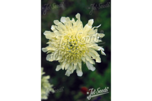Cephalaria gigantea – giant scabious