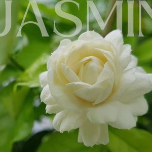 Jasmine Sambac Absolute – Bei`Care