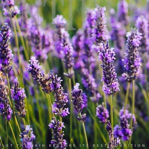 Lavender Essential Oil Collection – Bei`Care