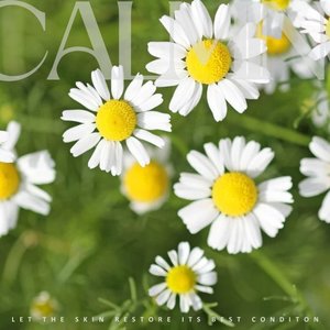 Roman Chamomile Essential Oil – Bei`Care