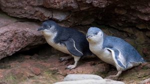 Products: Pohatu Penguins Farmstay