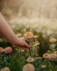 3-Month Flower Subscription NZ Sweet Stems Florist