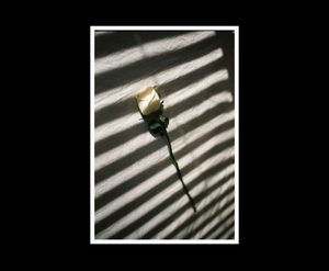 Products: Rose.01