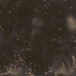 Fossil Fern: Fossil Fern - Charred Wood