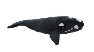 Aurora: Southern Right Whale with Sound
