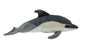 Antics Dolphin common  with Sound