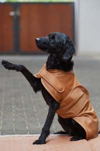 Accessories: Dog Coat Softshell Platinum 23