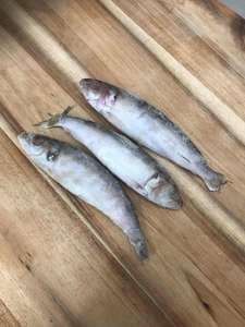 Pilchards