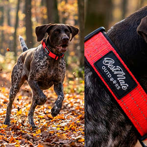 Outdoors: Outdoors Reflective Collar