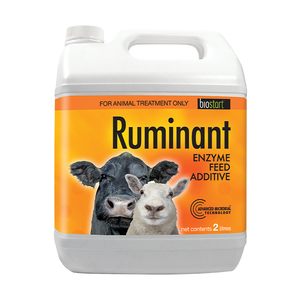 Ruminant