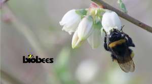Products: Medium Bumblebee Hive