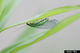 Lacewing-Force (Green lacewing) for Aphid, Mealybug and General Pest Control
