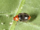 Cryptolaemus Ladybird for Mealybug Control